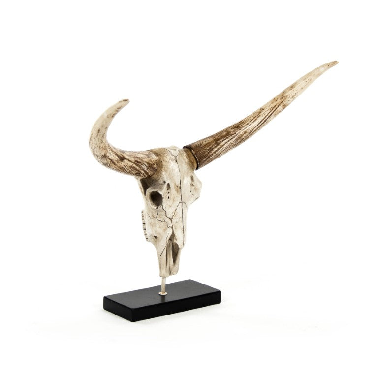 Zentique Bull Sculpted Skull on Base — Realistic Polyresin Bull Skull Decor, Rustic Southwestern Mantel Accent, 27x23.5x12 inches SHI010