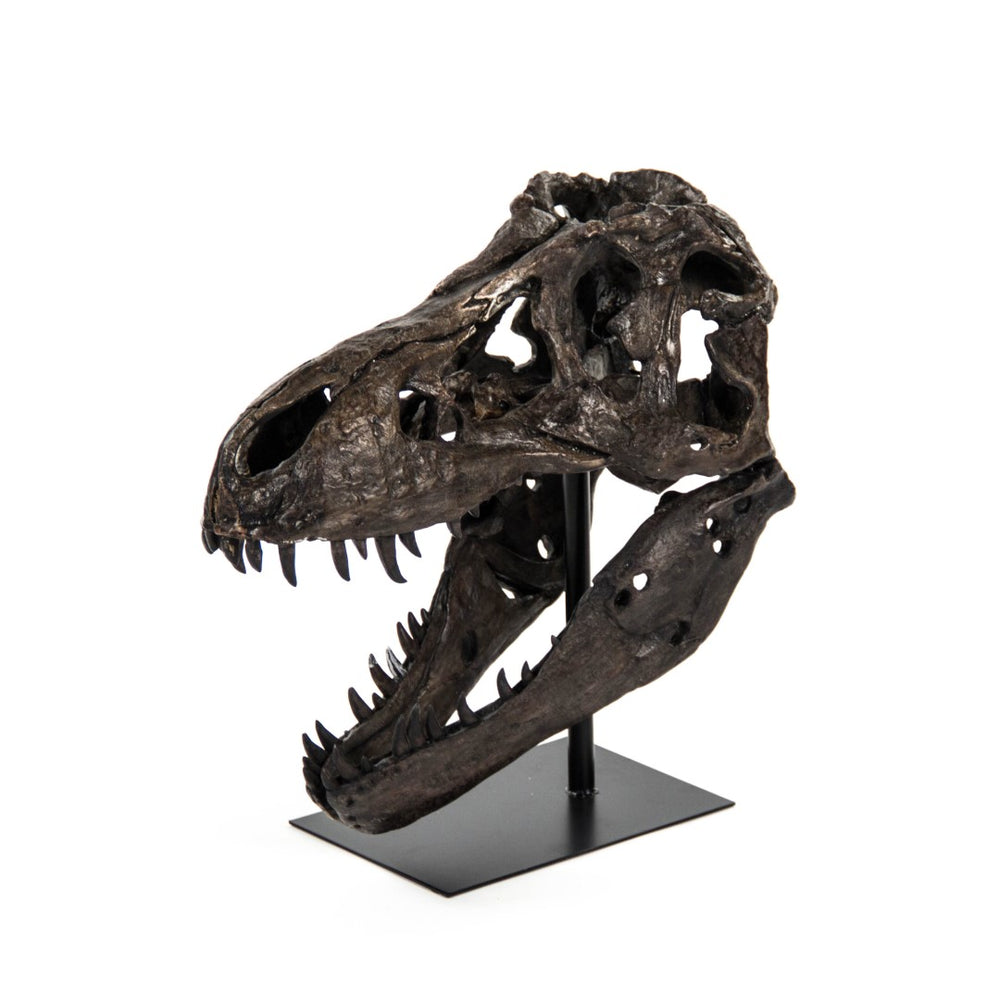 Dinosaur Skull w/ Base Antique Brown Black on Black Base SHI014 Zentique