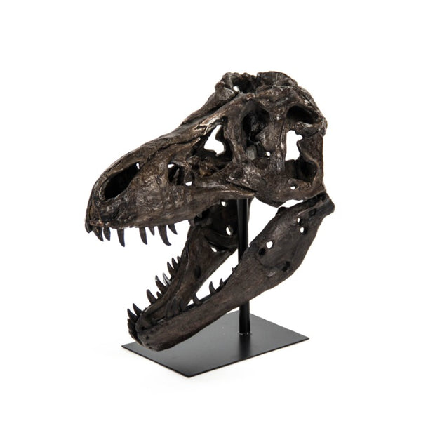 Zentique Dinosaur Detailed Polyresin Skull on Metal Base — Museum-Style Realistic Bone Texture Décor Accent W19.5 x H19.5 x D12 SHI014