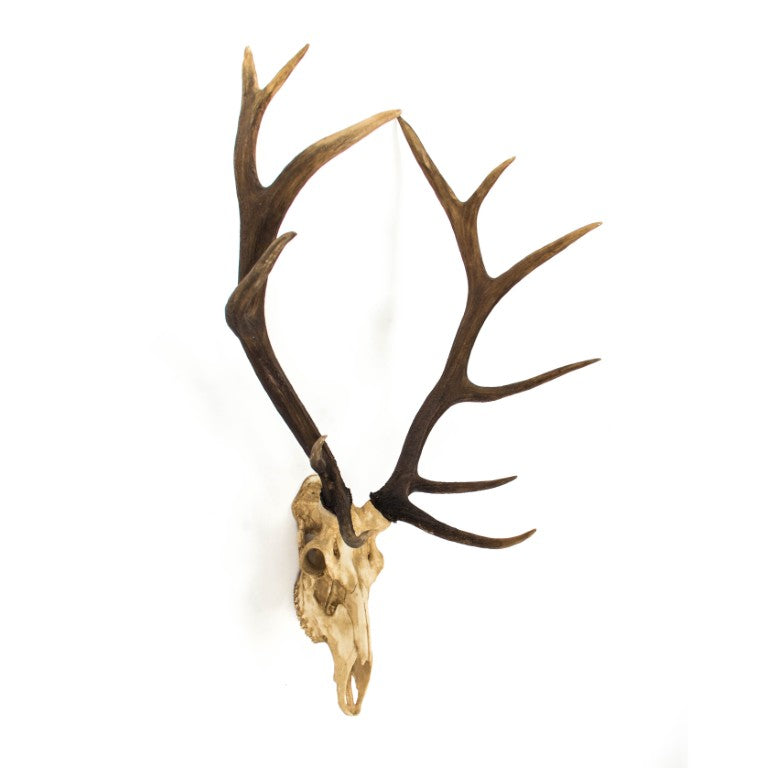 Zentique Deer Rustic Skull Wall Art Accent – Realistic Polyresin Deer Head Sculpture for Farmhouse, Cabin Decor Off-White Skull , Dark Brown Ombre Antlers SHI017