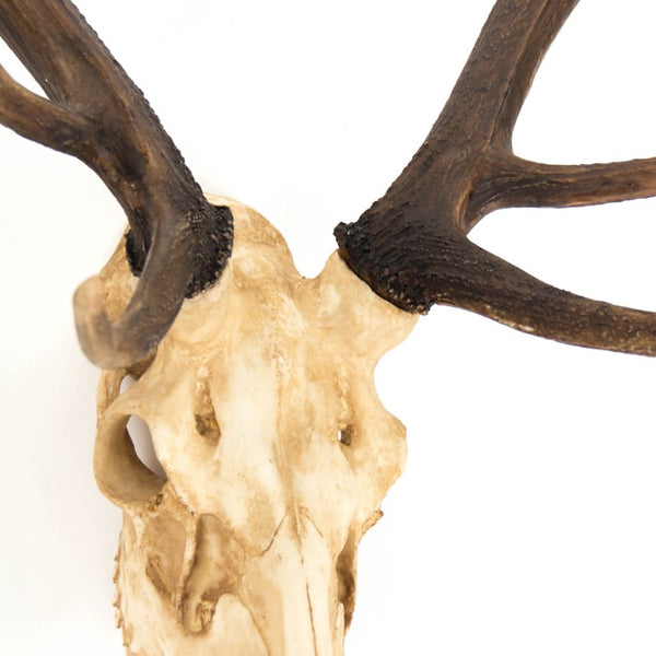 Zentique Deer Rustic Skull Wall Art Accent – Realistic Polyresin Deer Head Sculpture for Farmhouse, Cabin Decor Off-White Skull , Dark Brown Ombre Antlers SHI017