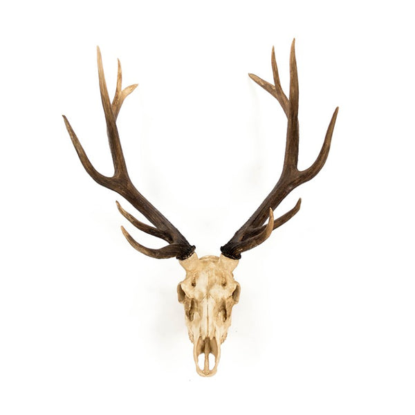 Zentique Deer Rustic Skull Wall Art Accent – Realistic Polyresin Deer Head Sculpture for Farmhouse, Cabin Decor Off-White Skull , Dark Brown Ombre Antlers SHI017