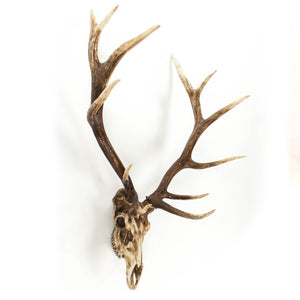 Zentique Deer Rustic Skull Wall Art Accent – Realistic Polyresin Deer Head Sculpture for Farmhouse, Cabin Decor Weathered Skull, Distressed Brown Antlers SHI018