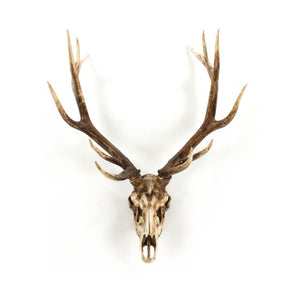 Zentique Deer Rustic Skull Wall Art Accent – Realistic Polyresin Deer Head Sculpture for Farmhouse, Cabin Decor Weathered Skull, Distressed Brown Antlers SHI018