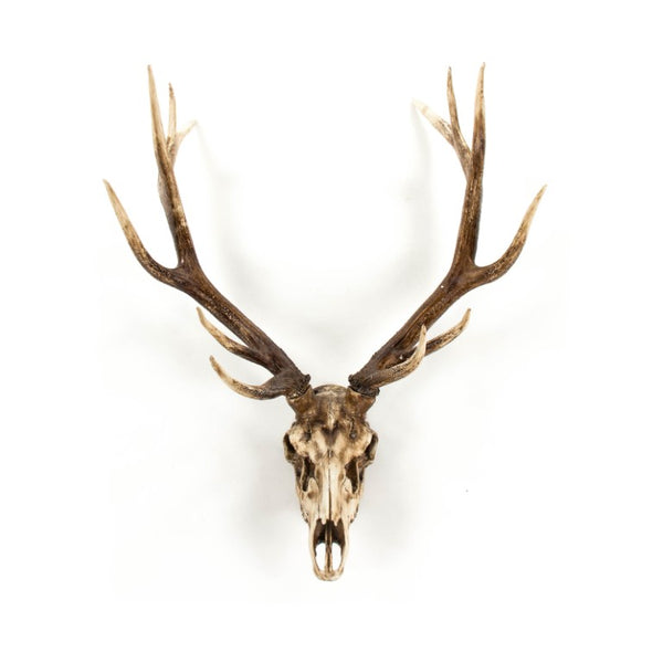 Zentique Deer Rustic Skull Wall Art Accent – Realistic Polyresin Deer Head Sculpture for Farmhouse, Cabin Decor Weathered Skull, Distressed Brown Antlers SHI018