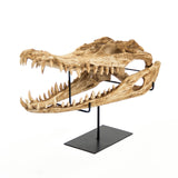 Crocodile Skull w/ Base Antique Beige Skull on Black Base SHI022 Zentique