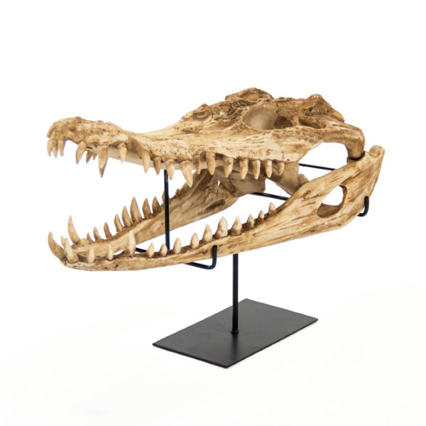 Zentique Crocodile Skull Replica on Metal-Base — Antiqued Polyresin Décor, Realistic Texture, Statement Piece SHI022