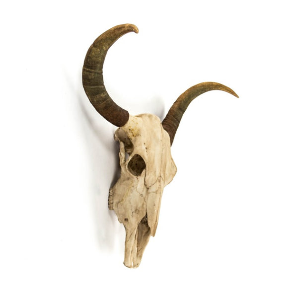 Zentique Bull Bull Skull Wall Decor: Realistic Polyresin Southwestern Accent with Hand-Painted Distressed Finish W30.5 x H27 x D11.5 SHI032