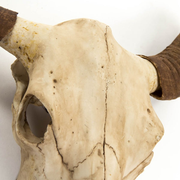 Zentique Bull Bull Skull Wall Decor: Realistic Polyresin Southwestern Accent with Hand-Painted Distressed Finish W30.5 x H27 x D11.5 SHI032