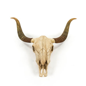 Zentique Bull Bull Skull Wall Decor: Realistic Polyresin Southwestern Accent with Hand-Painted Distressed Finish W30.5 x H27 x D11.5 SHI032