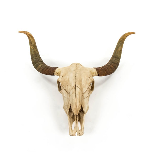 Zentique Bull Bull Skull Wall Decor: Realistic Polyresin Southwestern Accent with Hand-Painted Distressed Finish W30.5 x H27 x D11.5 SHI032