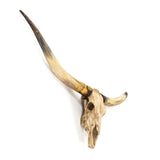 Texas Long Horn Skull Wall Decor Antique Ivory SHI035 Zentique