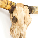 Texas Long Horn Skull Wall Decor Antique Ivory SHI035 Zentique