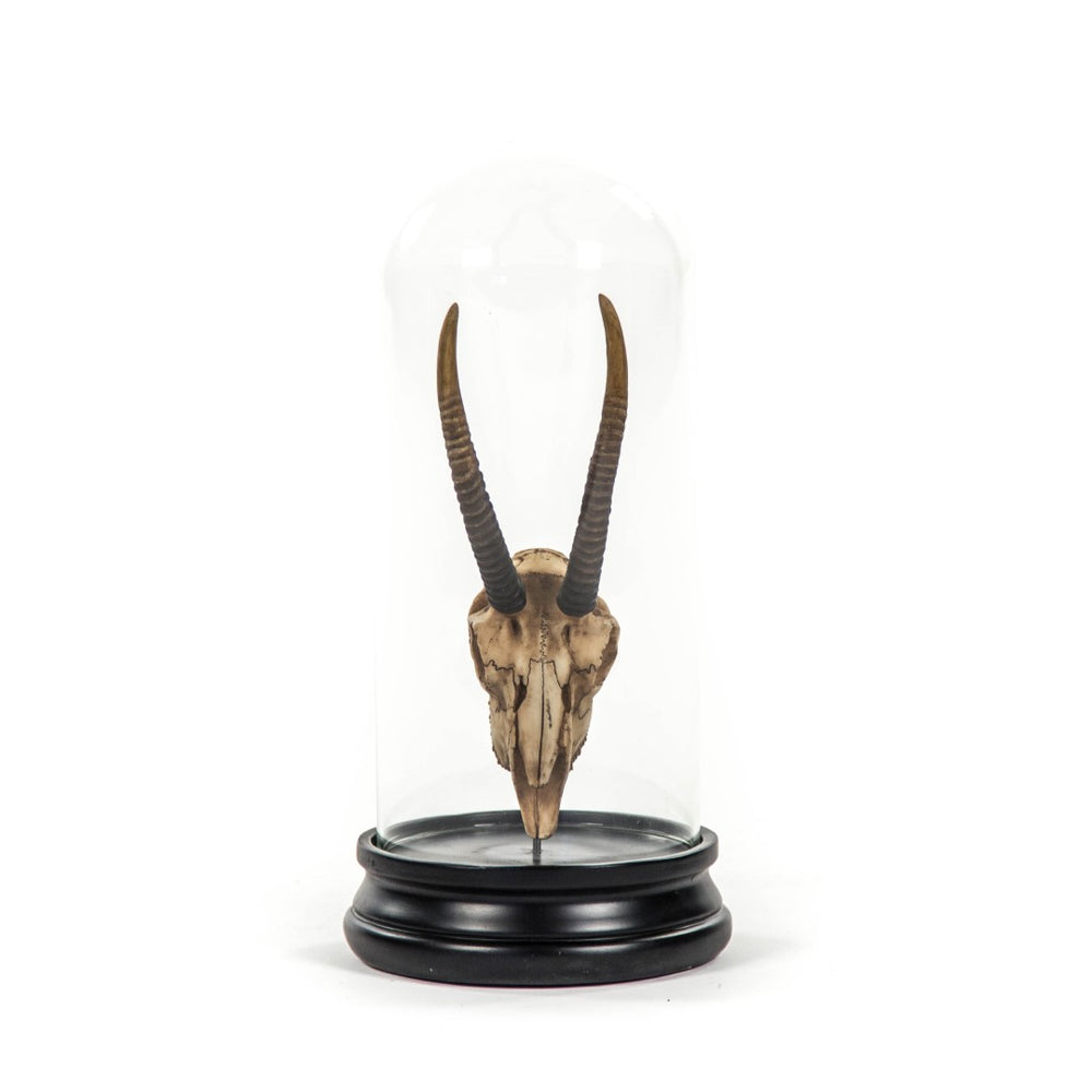 Zentique Gazelle Skull With Bell Glass - Exquisite Resin Artistry For Sophisticated Home Decor & Wild Elegance Antique Off,White On Black Base Resin,Glass Shi037
