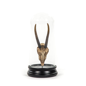 Zentique Gazelle Skull With Bell Glass - Exquisite Resin Artistry For Sophisticated Home Decor & Wild Elegance Antique Off,White On Black Base Resin,Glass Shi037