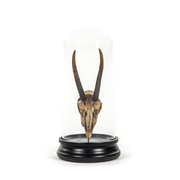 Zentique Gazelle Skull With Bell Glass - Exquisite Resin Artistry For Sophisticated Home Decor & Wild Elegance Antique Off,White On Black Base Resin,Glass Shi037