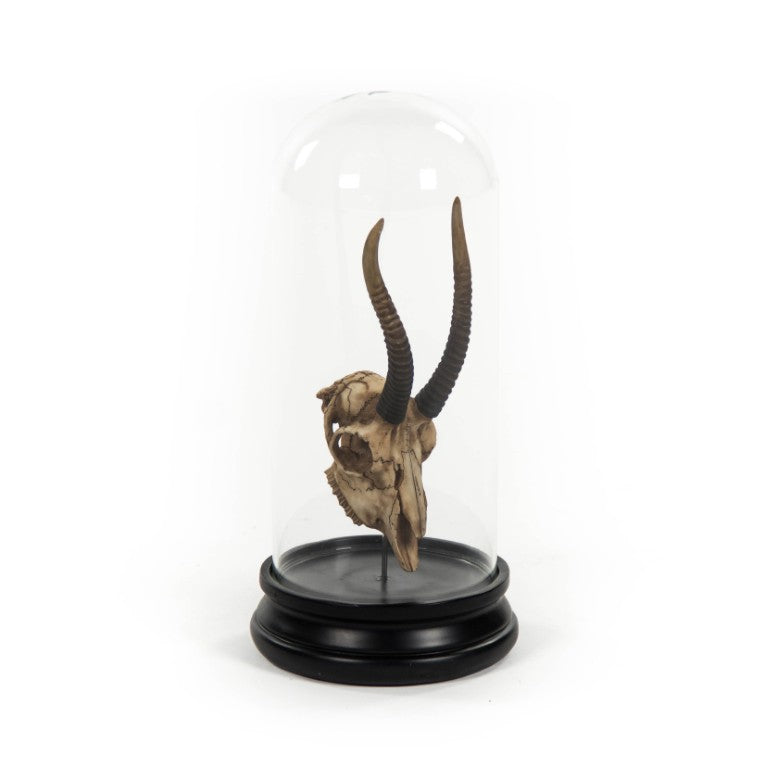 Zentique Gazelle Resin Skull Under Glass Dome