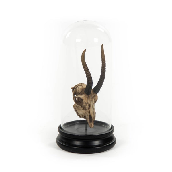 Zentique Gazelle Resin Skull Under Glass Dome — Museum-Style Bell Display, Realistic Horn Detail for Décor SHI037