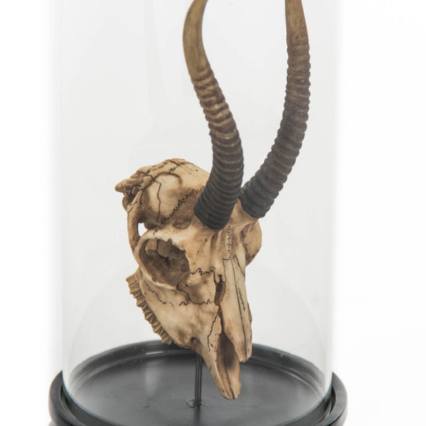 Zentique Gazelle Resin Skull Under Glass Dome — Museum-Style Bell Display, Realistic Horn Detail for Décor SHI037