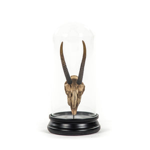 Zentique Gazelle Resin Skull Under Glass Dome — Museum-Style Bell Display, Realistic Horn Detail for Décor SHI037