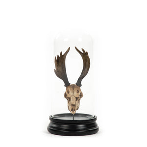 Zentique Moose Skull With Bell Glass Accent - Rustic Charm Meets Modern Elegance For Stunning Home Decor Distressed Light Brown On Black Base Resin,Glass Shi038