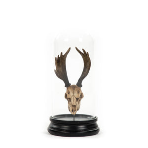 Zentique Moose Resin Skull with Bell Dome—Realistic Rustic Mantel Decor, Weighted Base, Compact 5.5x12" SHI038