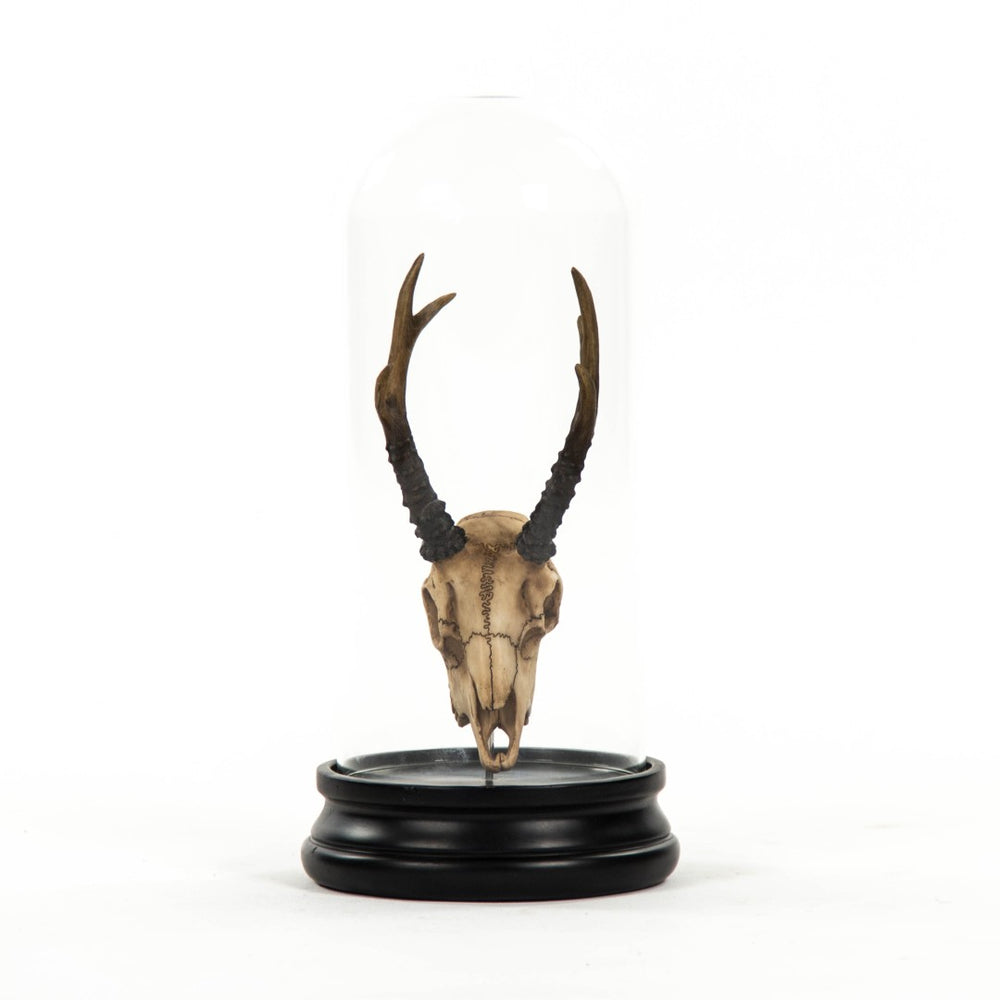 Zentique Fawn Skull With Bell Glass Accent - Stunning Nature-inspired Decor For Elegant Home Styling Antique Off,White Skull On Black Base Resin,Glass Shi039