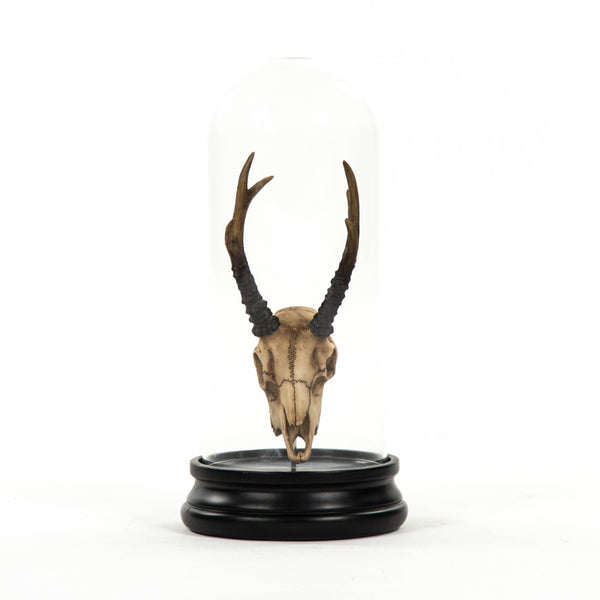 Zentique Fawn Skull With Bell Glass Accent - Stunning Nature-inspired Decor For Elegant Home Styling Antique Off,White Skull On Black Base Resin,Glass Shi039