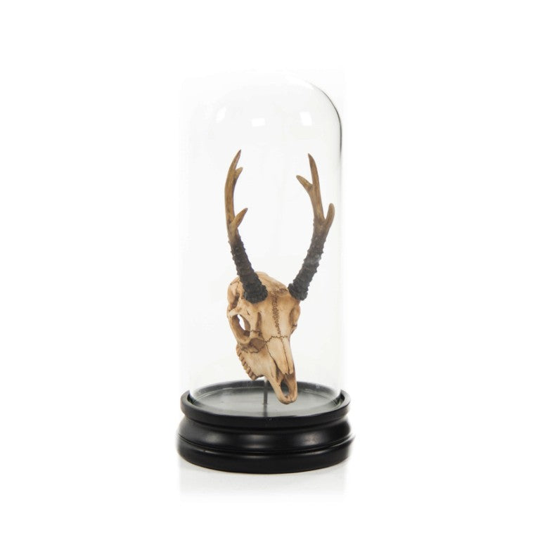 Zentique Fawn resin skull under glass cloche — realistic patina, museum-style gothic decor for shelves & mantels SHI039