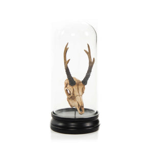 Zentique Fawn resin skull under glass cloche — realistic patina, museum-style gothic decor for shelves & mantels SHI039