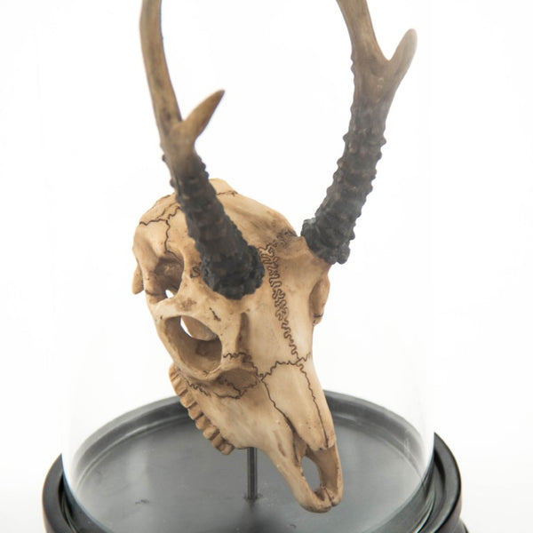 Zentique Fawn resin skull under glass cloche — realistic patina, museum-style gothic decor for shelves & mantels SHI039