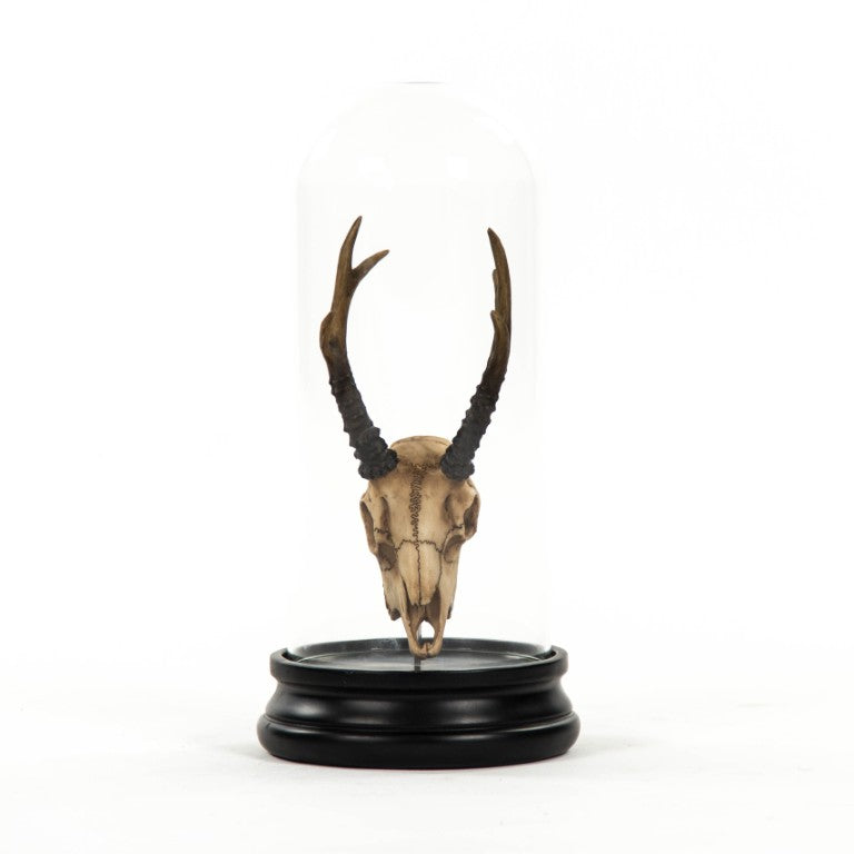 Zentique Fawn resin skull under glass cloche — realistic patina, museum-style gothic decor for shelves & mantels SHI039