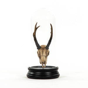Zentique Fawn resin skull under glass cloche — realistic patina, museum-style gothic decor for shelves & mantels SHI039