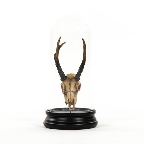 Zentique Fawn resin skull under glass cloche — realistic patina, museum-style gothic decor for shelves & mantels SHI039