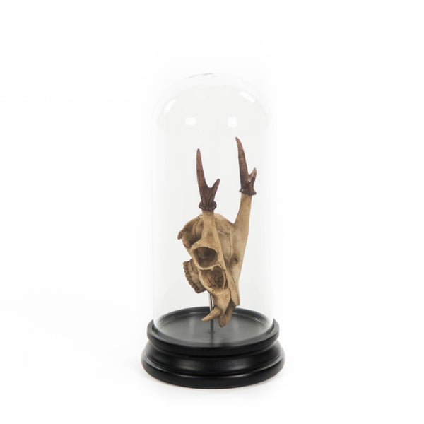 Zentique Fawn resin skull with removable glass cloche — museum-style curiousity for gothic, rustic, tabletop décor SHI040