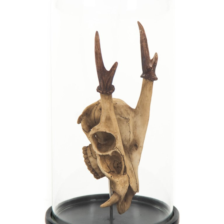 Zentique Fawn Resin Skull with Glass Cloche - Thumbnail 3