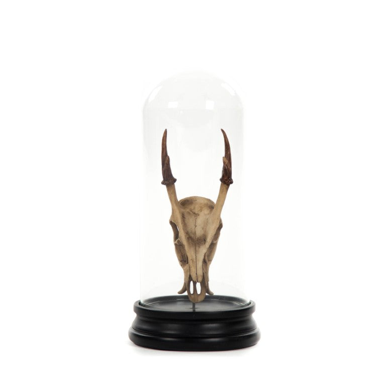Zentique Fawn resin skull with removable glass cloche — museum-style curiousity for gothic, rustic, tabletop décor SHI040
