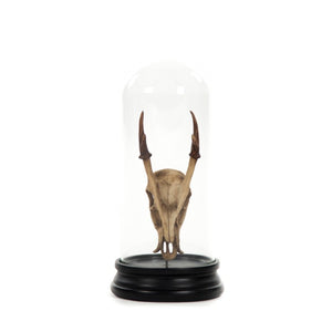 Zentique Fawn resin skull with removable glass cloche — museum-style curiousity for gothic, rustic, tabletop décor SHI040