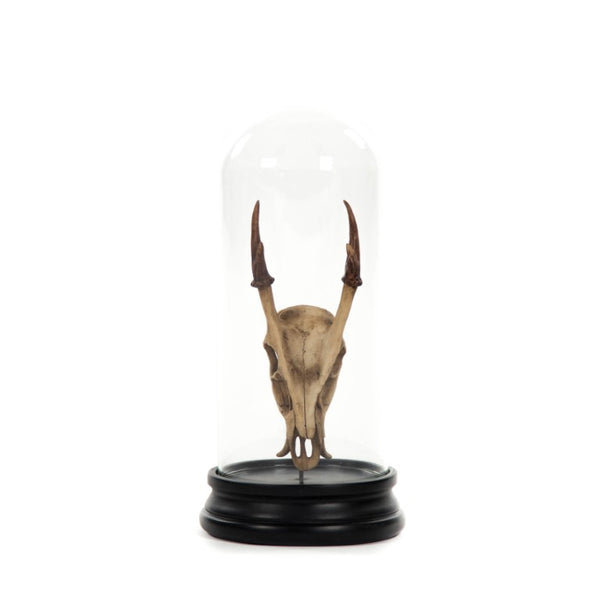Zentique Fawn resin skull with removable glass cloche — museum-style curiousity for gothic, rustic, tabletop décor SHI040