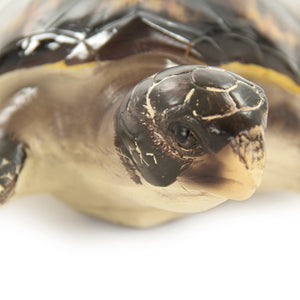 Zentique Sea Turtle Sculpture Large Resin Coastal Accent Hand-Painted Shell Texture for Tabletop Mantel Decor SHI043