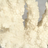 White Coral on Acrylic Base Off-White, Clear SHI053 Zentique