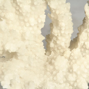 Zentique White Coral Resin Sculpture on Clear Acrylic Base — Realistic Matte Coastal Accent for Mantels Shelves (94 characters) SHI053