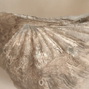 Tridacna Half Shell Bowl Off-white, Taupe SHI056 Zentique