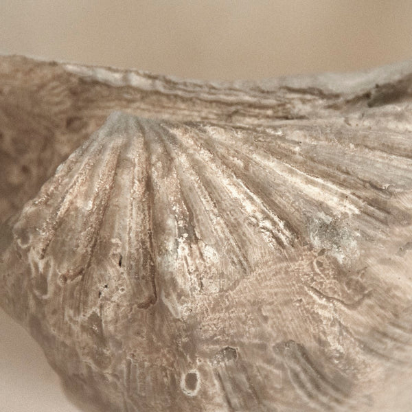 Tridacna Half Shell Bowl Off-white, Taupe SHI056 Zentique