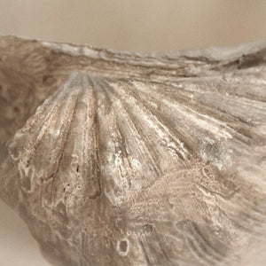 Zentique Tridacna Resin Half Shell Bowl — Coastal Decorative Catchall with Realistic Texture, 13.5" W SHI056