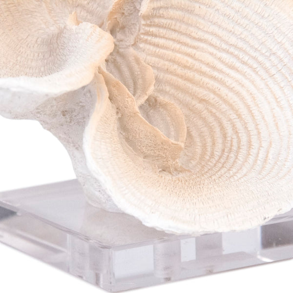 Off-White Resin Coral on Acrylic Base Distressed Ombre Off-White SHI064 Zentique