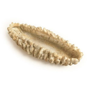 Zentique Coral Hand-Finished Resin Shell Bowl — Coastal Centerpiece, Jewelry Catchall, Realistic Texture Decor SHI057