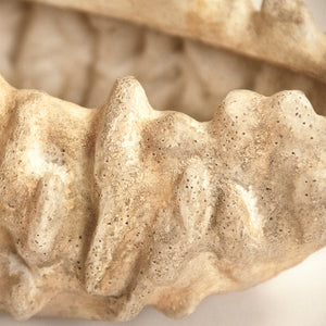 Coral Shell Bowl Distressed Beige SHI057 Zentique