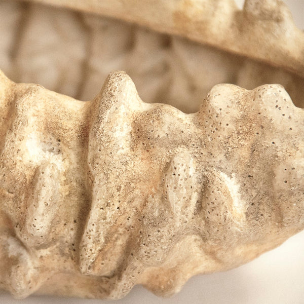 Coral Shell Bowl Distressed Beige SHI057 Zentique