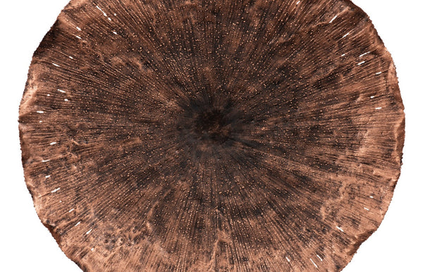 Phillips Collection Lotus Large Metal Wall Art - Hand-crafted Copper Beauty With Textured Black Highlights For Home Decor Brown,Black Metal Th96158